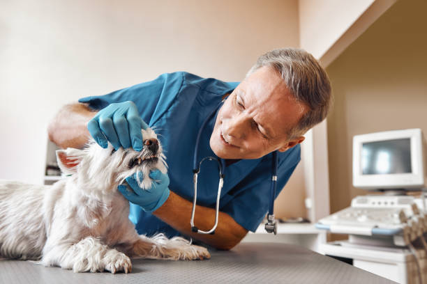 Best Weekend Emergency Dentist in Forest Lake, MN